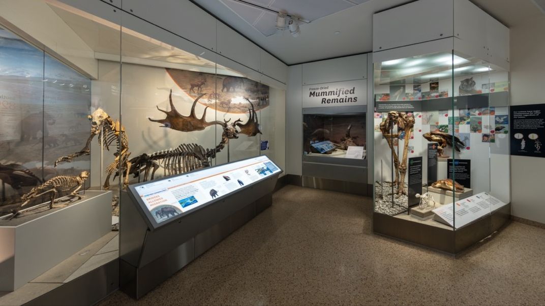 Fossil skeletons on display in a museum exhibit.