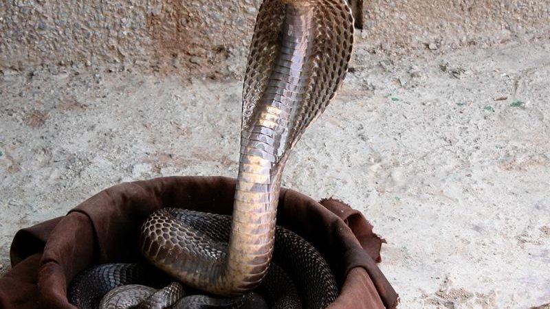 More cobras images, Animals and Nature lessons