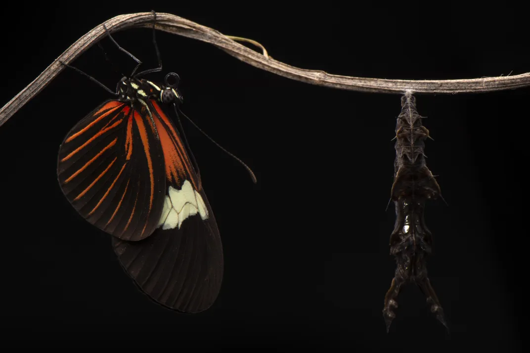 smithsonianmag.com - Sara Hashemi - These Butterflies Can Live 25 Times Longer Than Their Relatives. They Might Provide Insights Into Healthy Aging in Humans