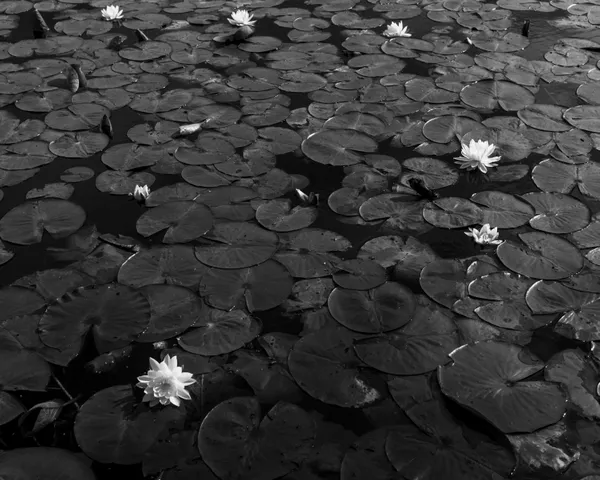 Water Lilies on the Charles thumbnail