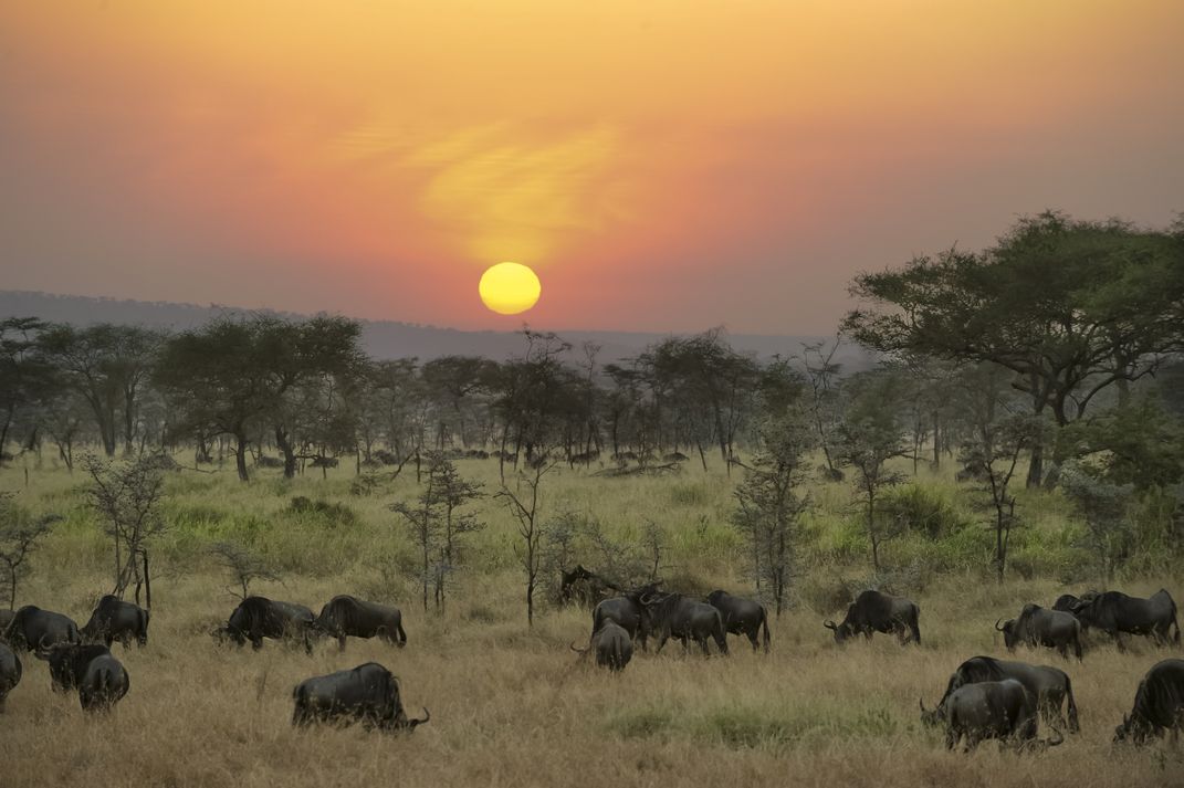 Wildebeest on the Serengeti at sunset