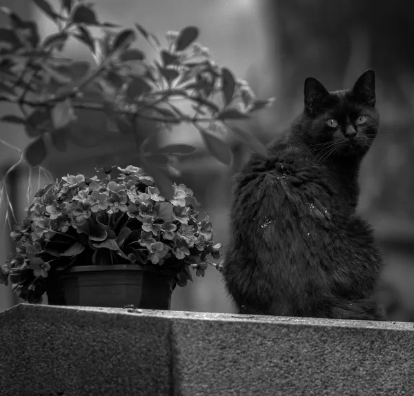 The Cat and the Tombstone thumbnail