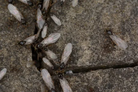 After a queen ant successfully mates with multiple males, she chews off her wings, returns to the ground and starts a new colony