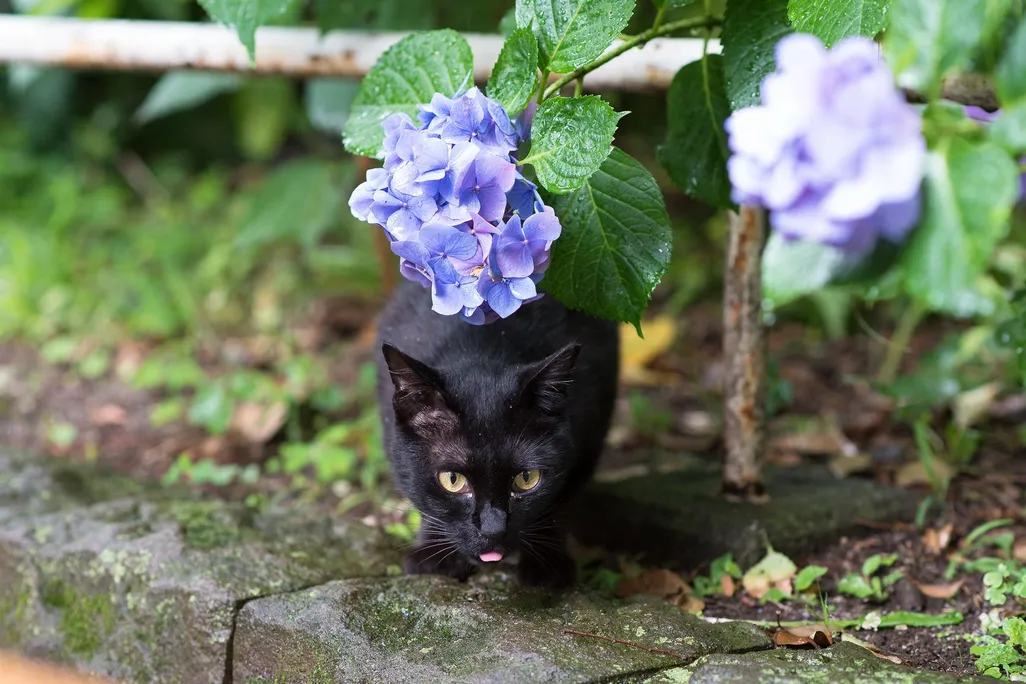 black cat