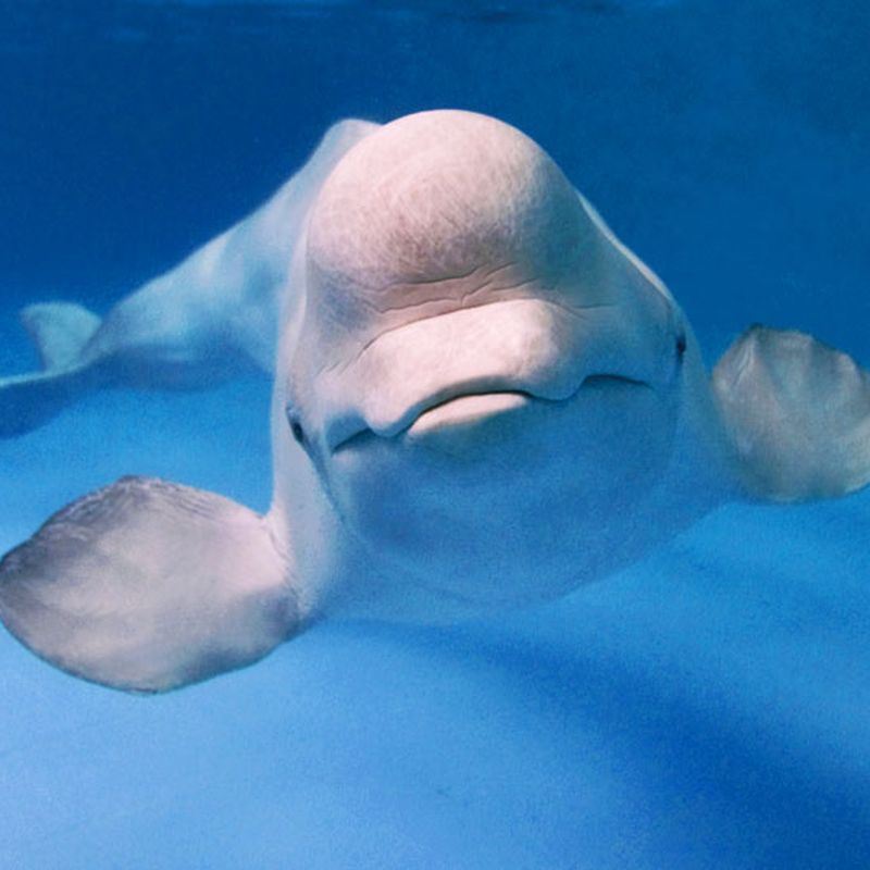 Toxoplasma gondii: A Cat Parasite in St. Lawrence Beluga Whales