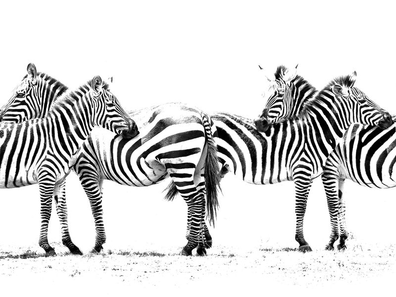 Zebra line up | Smithsonian Photo Contest | Smithsonian Magazine