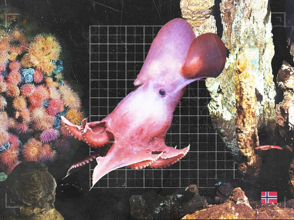 Deep Sea Creatures Off Norway