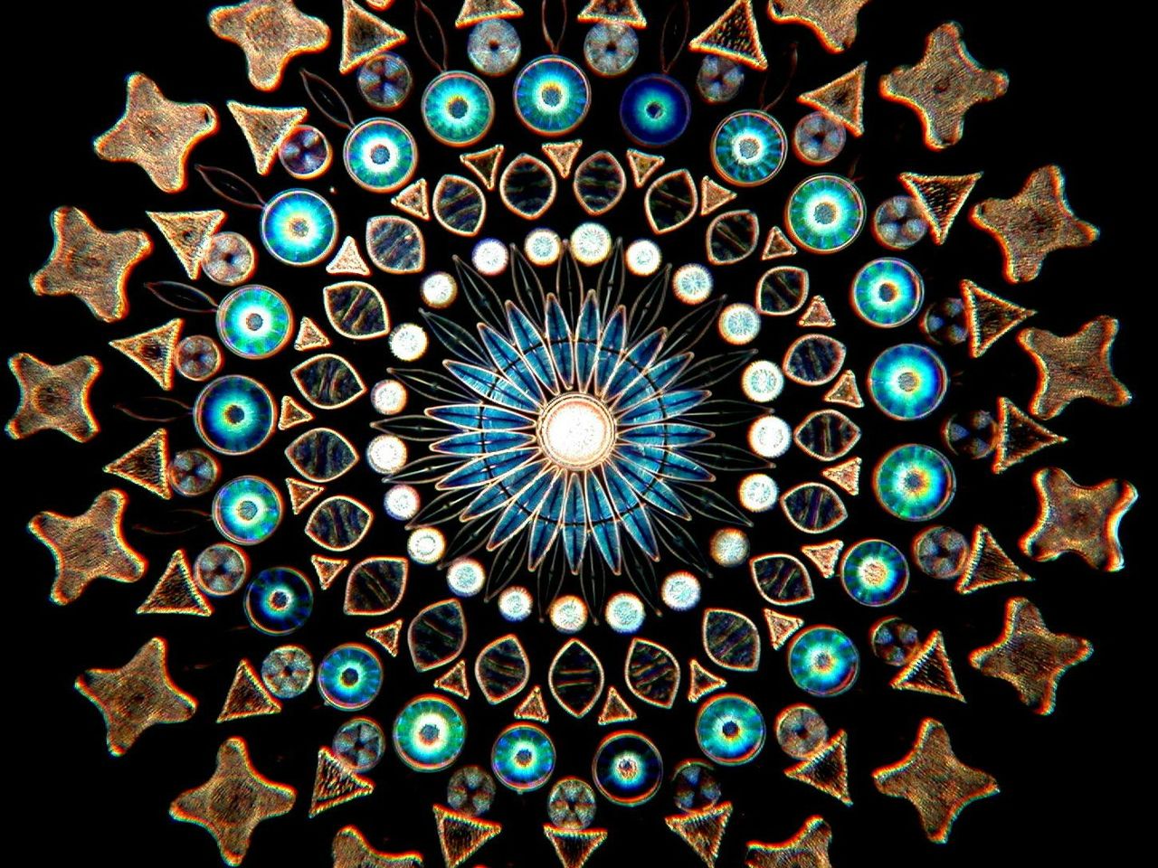 珪藻美術館 = Diatoms Art Museum 珪藻美術館 ちいさな・ちいさな・ガラスの世界