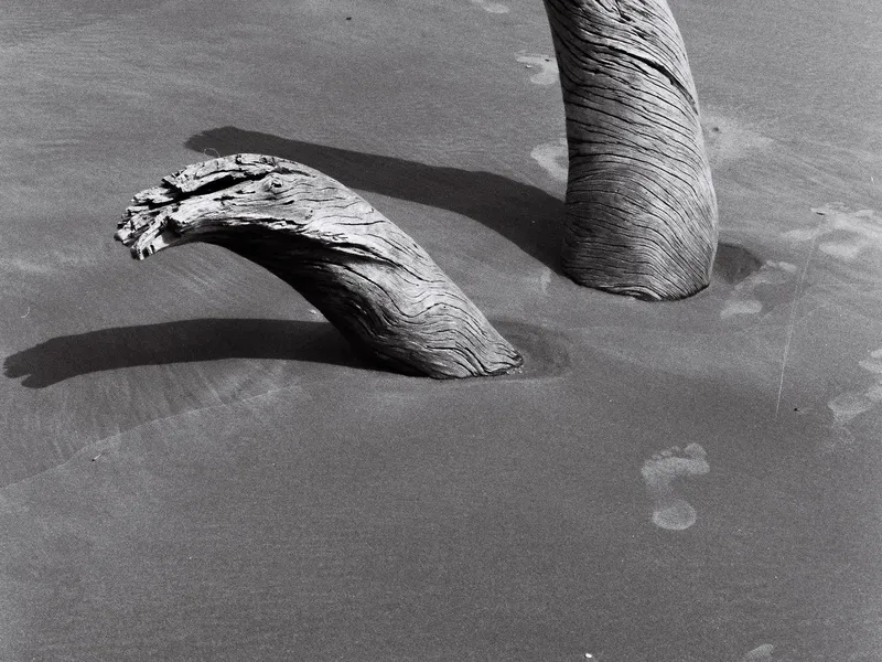 Elephant legs Smithsonian Photo Contest Smithsonian Magazine
