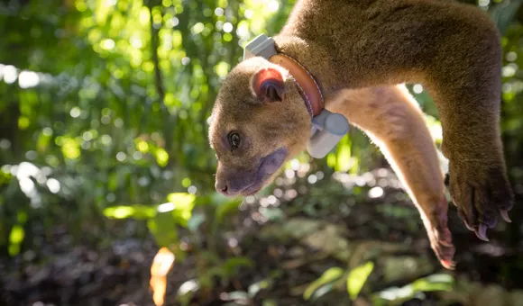 Kinkajou tagging in Panama Credit: Untamed Science Roland