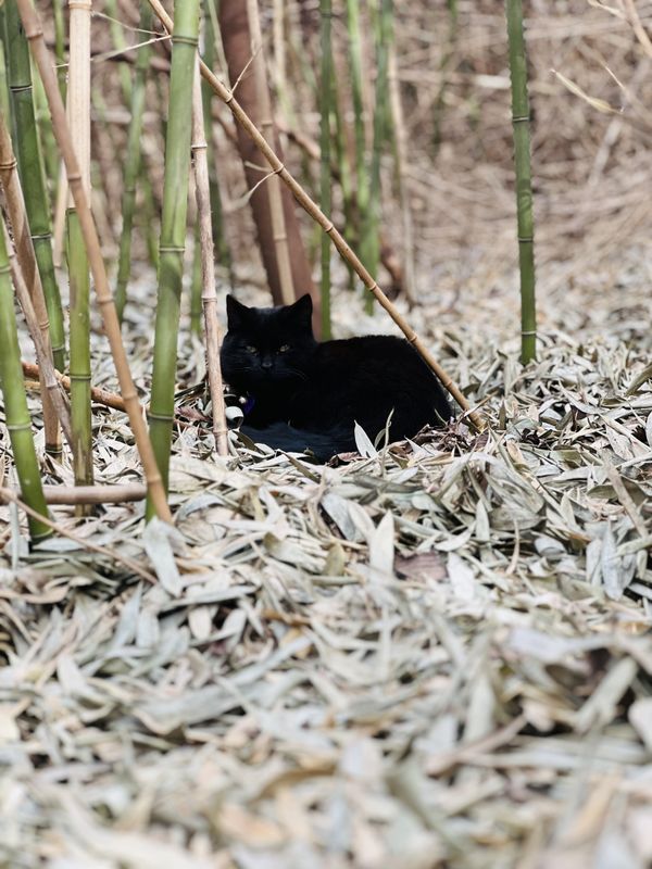 Black Cat Napping thumbnail