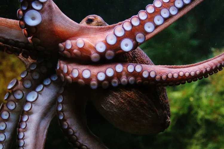 the side of an octopus with its arms stretched out, displaying tentacles to the camera