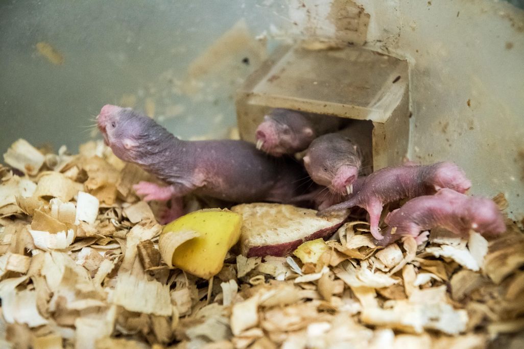 naked-mole-rat.zp174550 (1).jpg