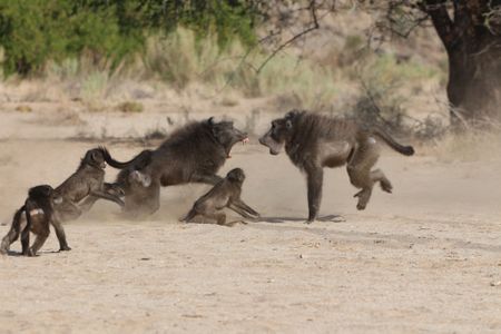 Chacma baboons (Papio ursinus) fight. Infanticide in baboons is driven by a mating structure built on male competition. 