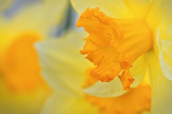 Daffodil thumbnail