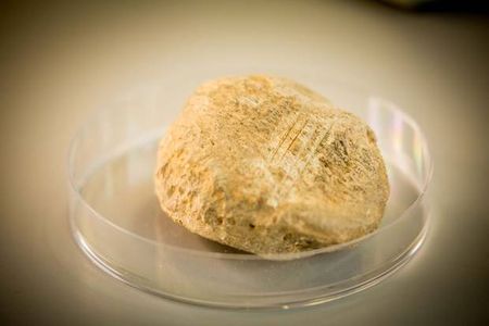 The brown bear patella researchers dated to 12,500 years ago