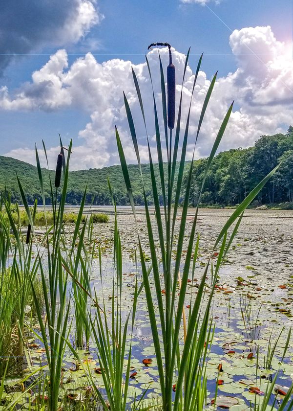 Cattail Reeds on Silver Mine Lake thumbnail
