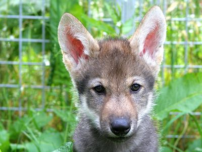 A wolf puppy named Flea, among 13 pups tested in a new study. Sadly, Flea does not fetch.