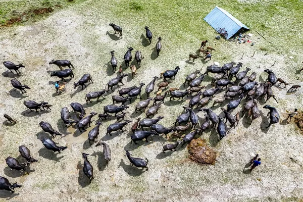 Transporting buffaloes for food. thumbnail