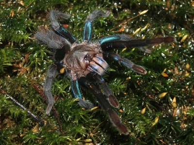 Females of the species boast blue-hued legs, as well as an iridescent sheen on their outer shell and abdomen