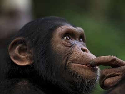 A young chimpanzee looks on during an outing to an island in the Douala-Edea National Park in Cameroon, on December 15, 2024.