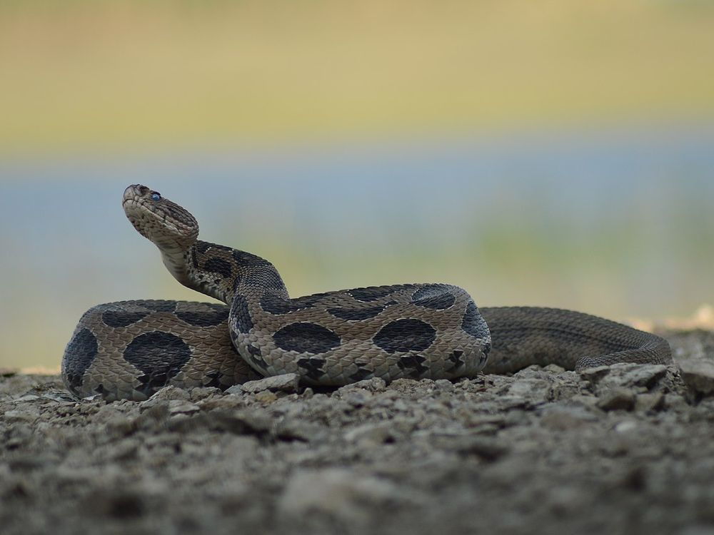 This App Is Saving Thousands of Snakes (and Humans) in India