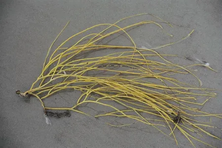 Sea whip coral can come in a variety of colors, from vivid reds and oranges, yellows to rich violets and can grow up to three feet long.

