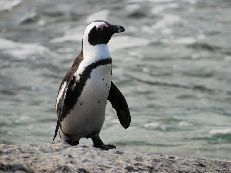 Jackass Penguin Calls Follow Similar Rules to Human Speech