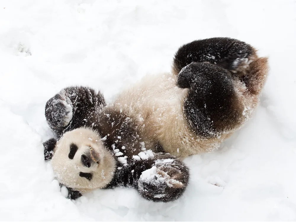 Tian Tian playing in the snow
