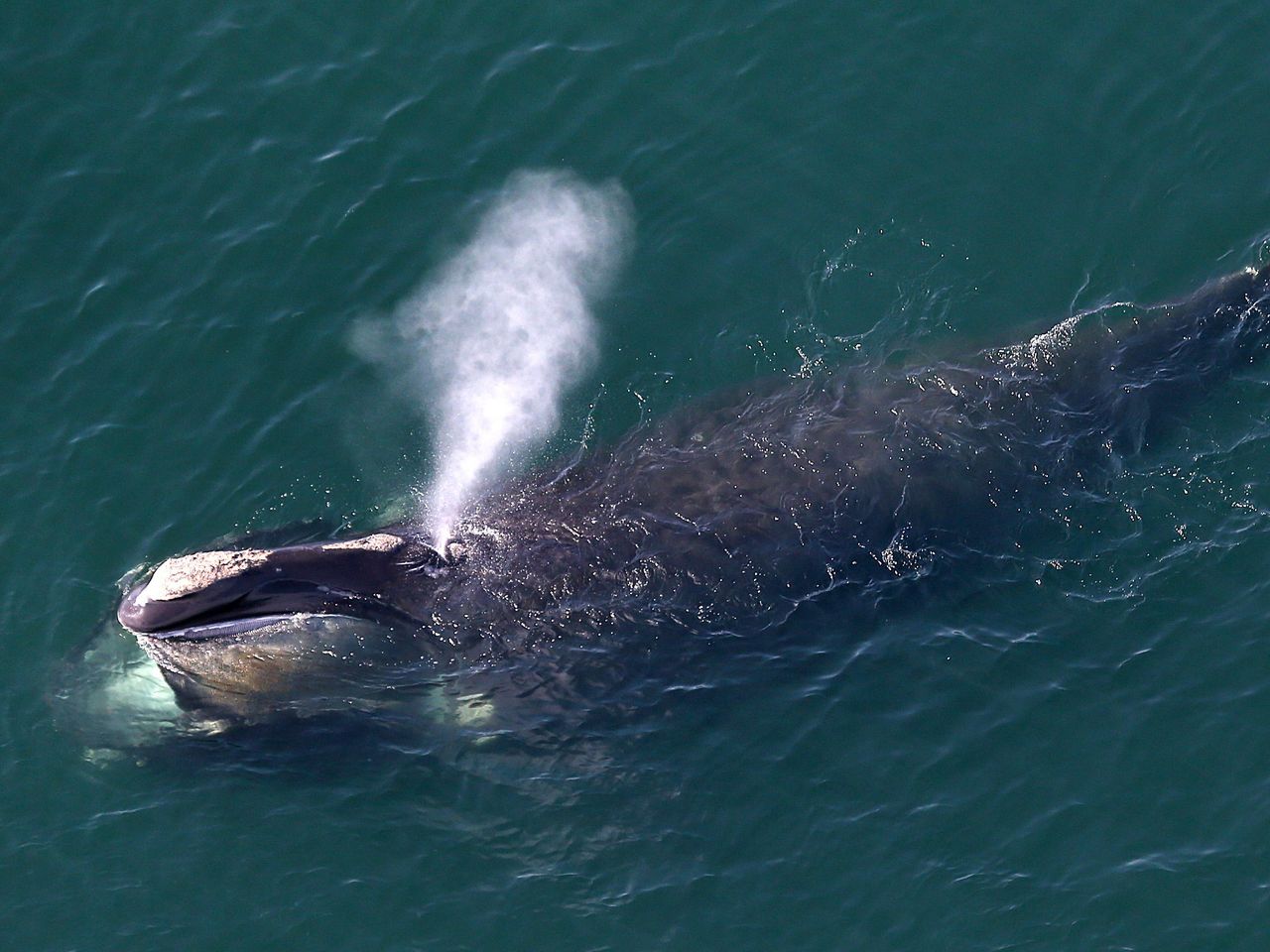 (未使用･未開封品)North Atlantic&#39;s Most Endangered Whales [DVD] Amazon.com: Nature: Invasion of the Killer Whales