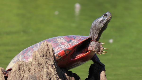 Northern red-bellied cooter, Black Hill Regional Park thumbnail