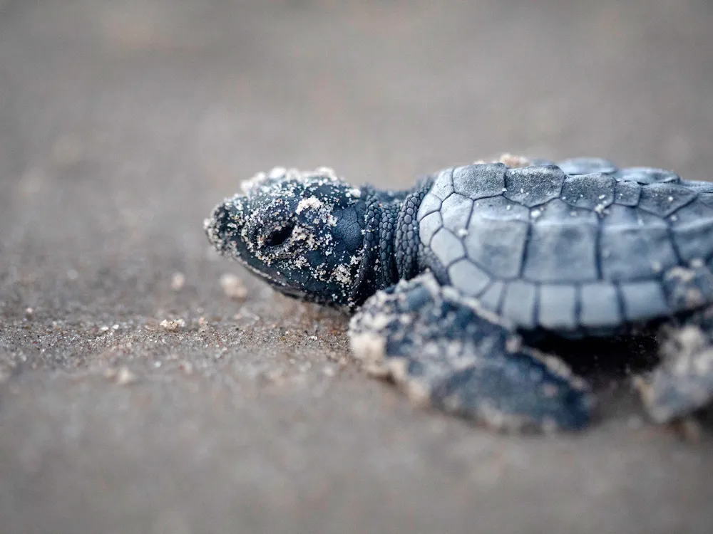 Hatchling Kemp's Ridley Sea Turtle