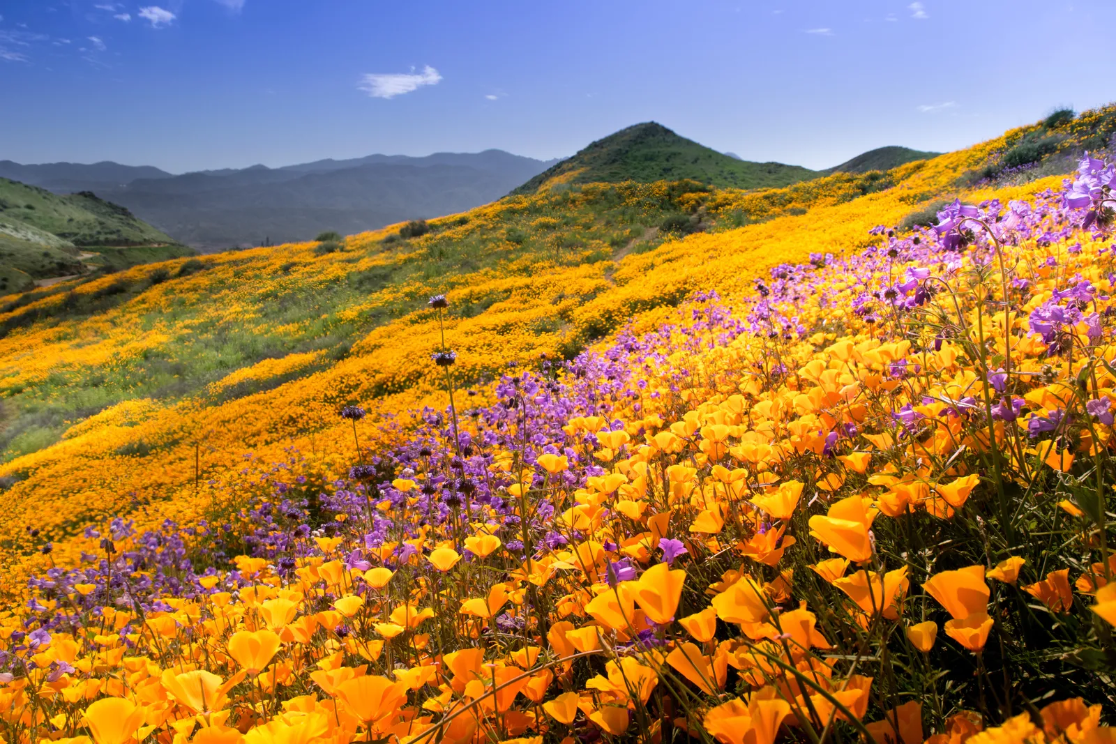 California is exploding with superblooms this year. Here's why. 