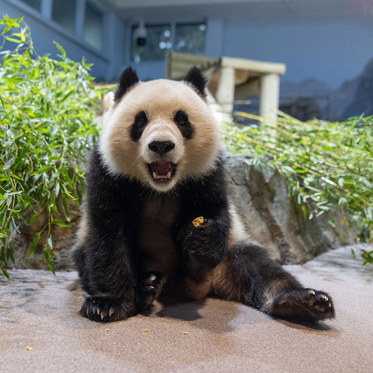 pandaさま専用 PANDAさん専用 【公式通販】