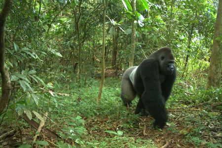 Cross River gorilla photographed by a camera trap