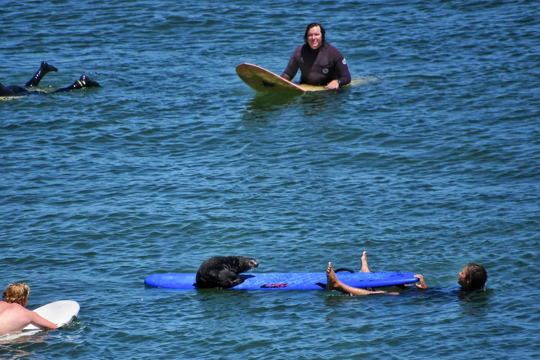 Sea otter climbing onto surfboard with a person holding the board's other end