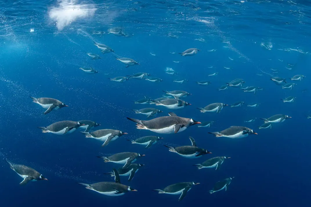 a group of gentoo penguins swimming sleekly through the water, an underwater shot