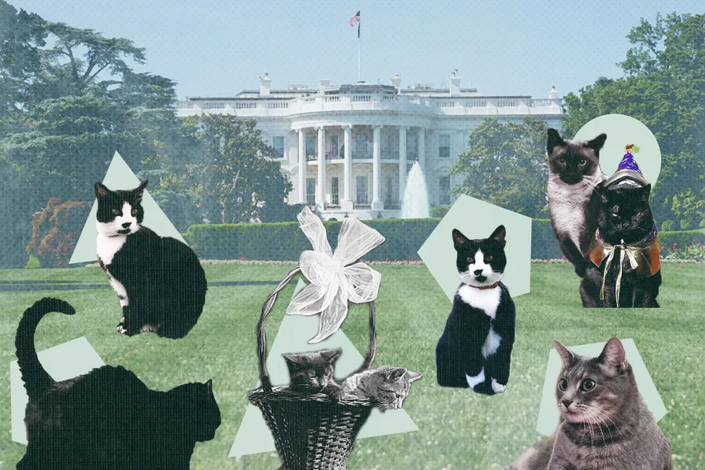 Illustration of First Cats on the White House lawn