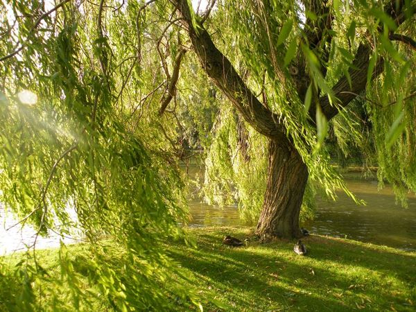 Wind in the Willow thumbnail