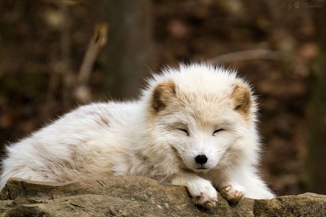 Arctic Animals Amazon 