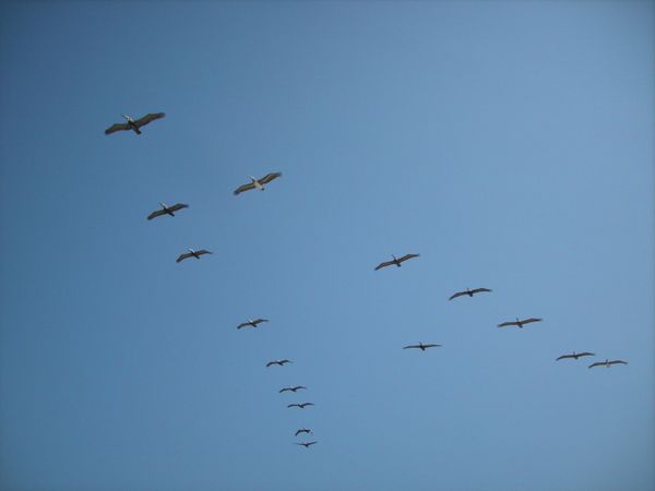 Pelican Out of Line thumbnail