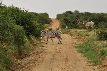 Zebra crossing a dirt road near Mpala Research Centre, Kenya