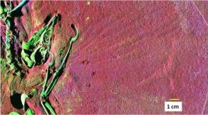 20110520083222Archaeopteryx-SRS-XRF-300x166.jpg