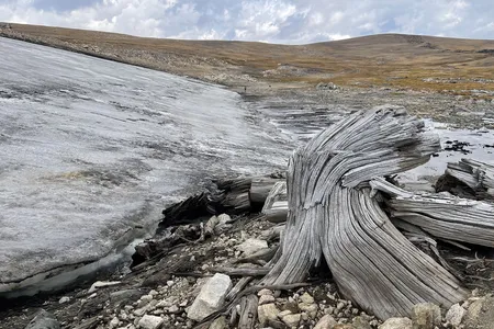 The trees became visible as an ice patch melted on the Beartooth Plateau, which is part of the Greater Yellowstone Ecosystem.