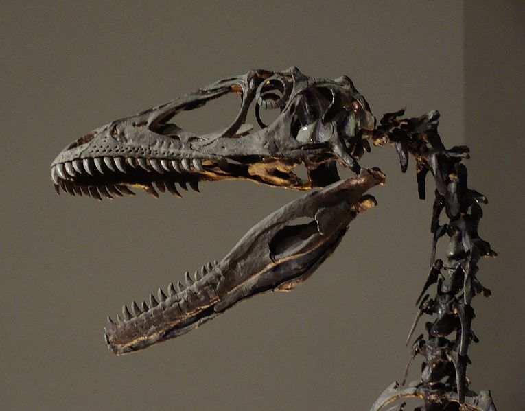 20110520083317Deinonychus-skull.jpg