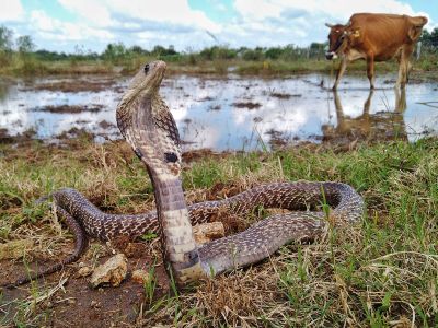 A Rare Two-Headed Snake Is Back on Exhibit at a Texas Zoo, Smart News