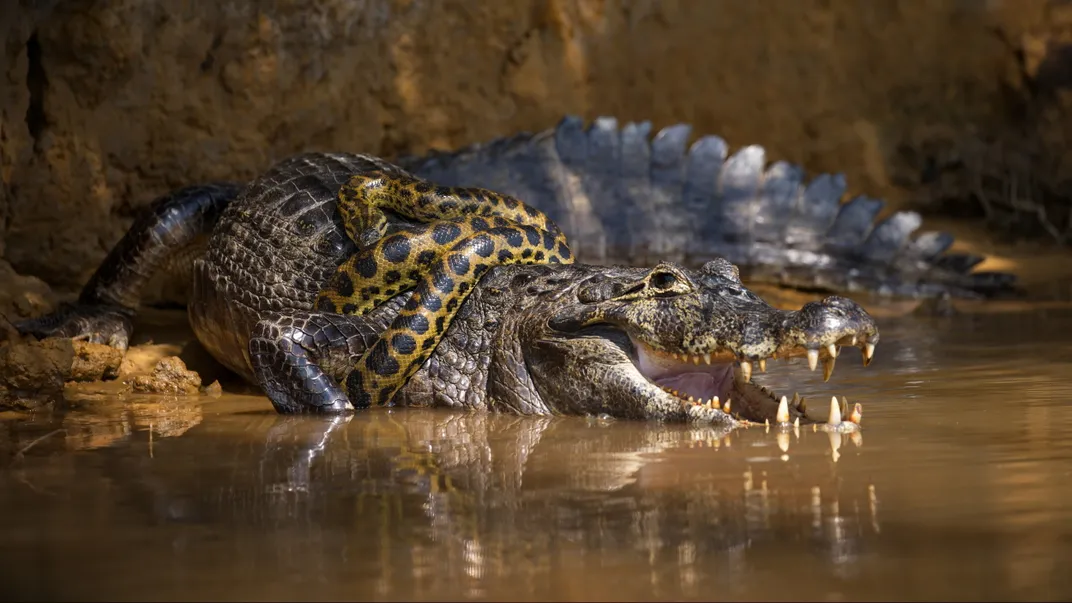 An anaconda wraps its tail around the neck of a caiman