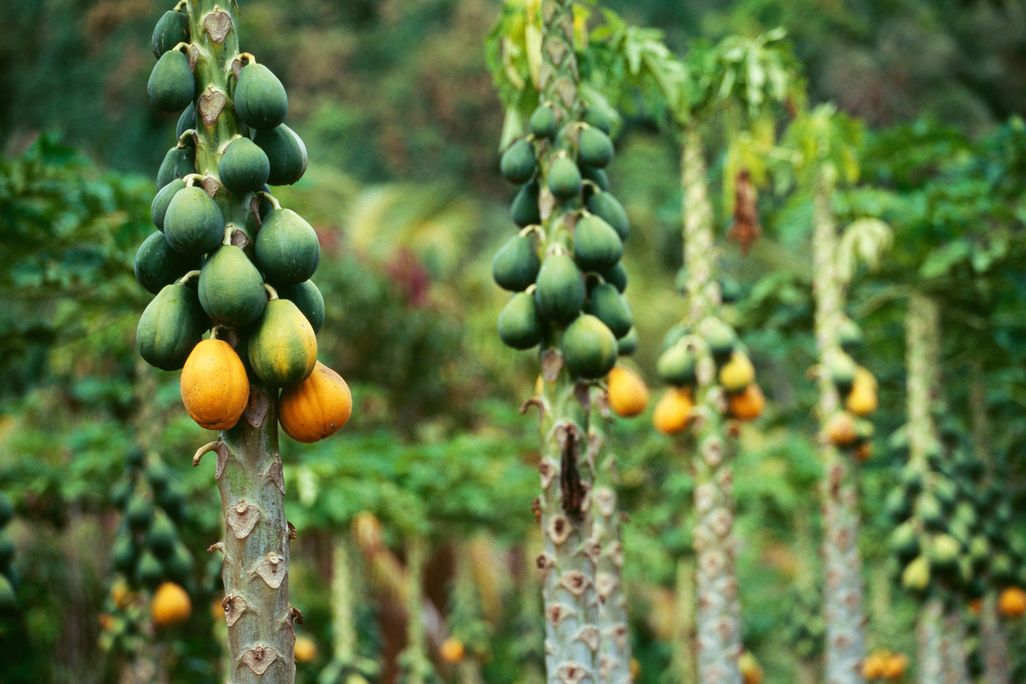 Papaya