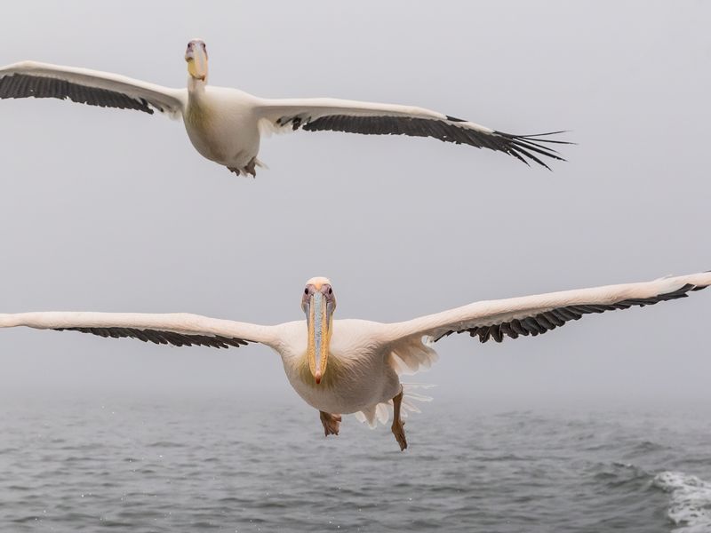 pelican wingspan | Smithsonian Photo Contest | Smithsonian Magazine