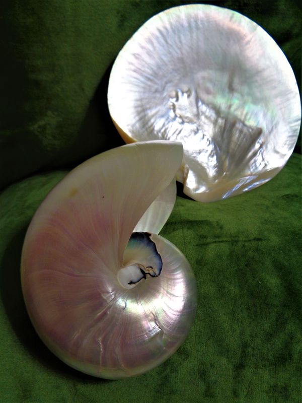 Two irridescent seashells thumbnail
